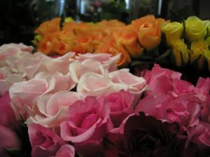バラが安いっ！！｜「加茂ガーデン」　（岩手県大船渡市の花キューピット加盟店 花屋）のブログ