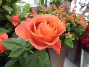 バラ～♪　♪｜「加茂ガーデン」　（岩手県大船渡市の花キューピット加盟店 花屋）のブログ